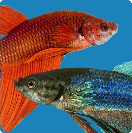 Poisson – Animalerie Jonas