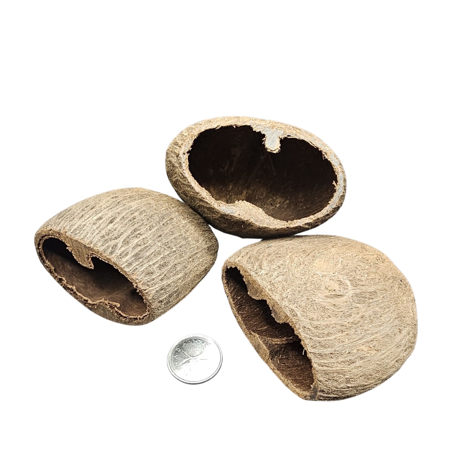 La Swamp | Cosse de palmier / 2pcs