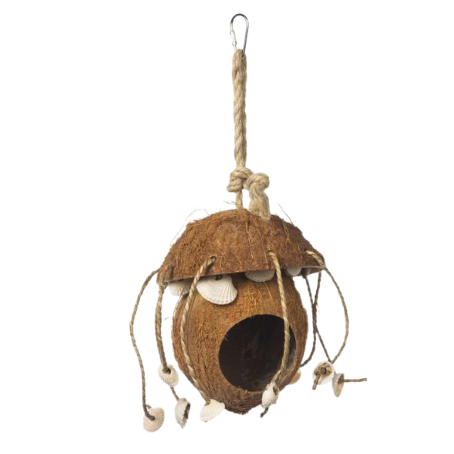Noix de coco avec coquillage pour oiseau et reptile