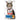 Nourriture pour chat adulte - Soins dentaires - Poulet / 5.5 lb